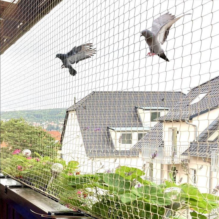 Bird Net Installation: How to Protect Your Balcony, Terrace and Garden from Pigeons