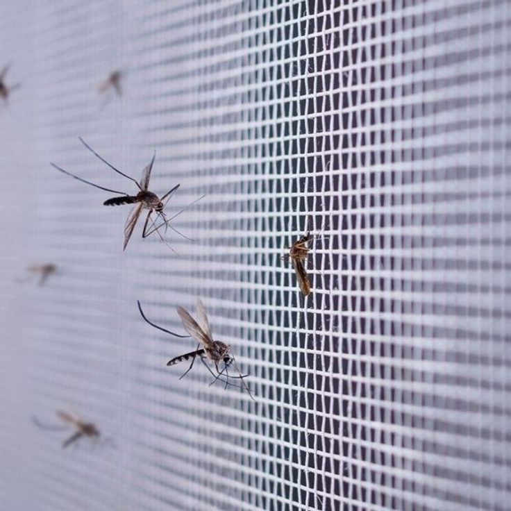 How to Choose the Right Mosquito Net for Every Window Type in Your Mumbai Home